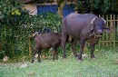 DSC_0518 Got Milk * 2564 x 1684 * (1.84MB)